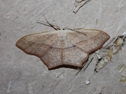 Réf. 244 144 : Scopula imitaria
